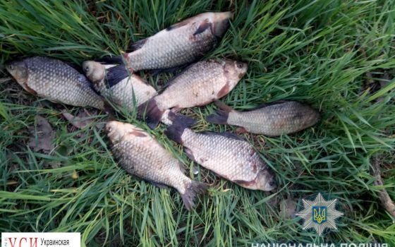 Браконьер выловил более 250 кг ценных рыб (фото) «фото»