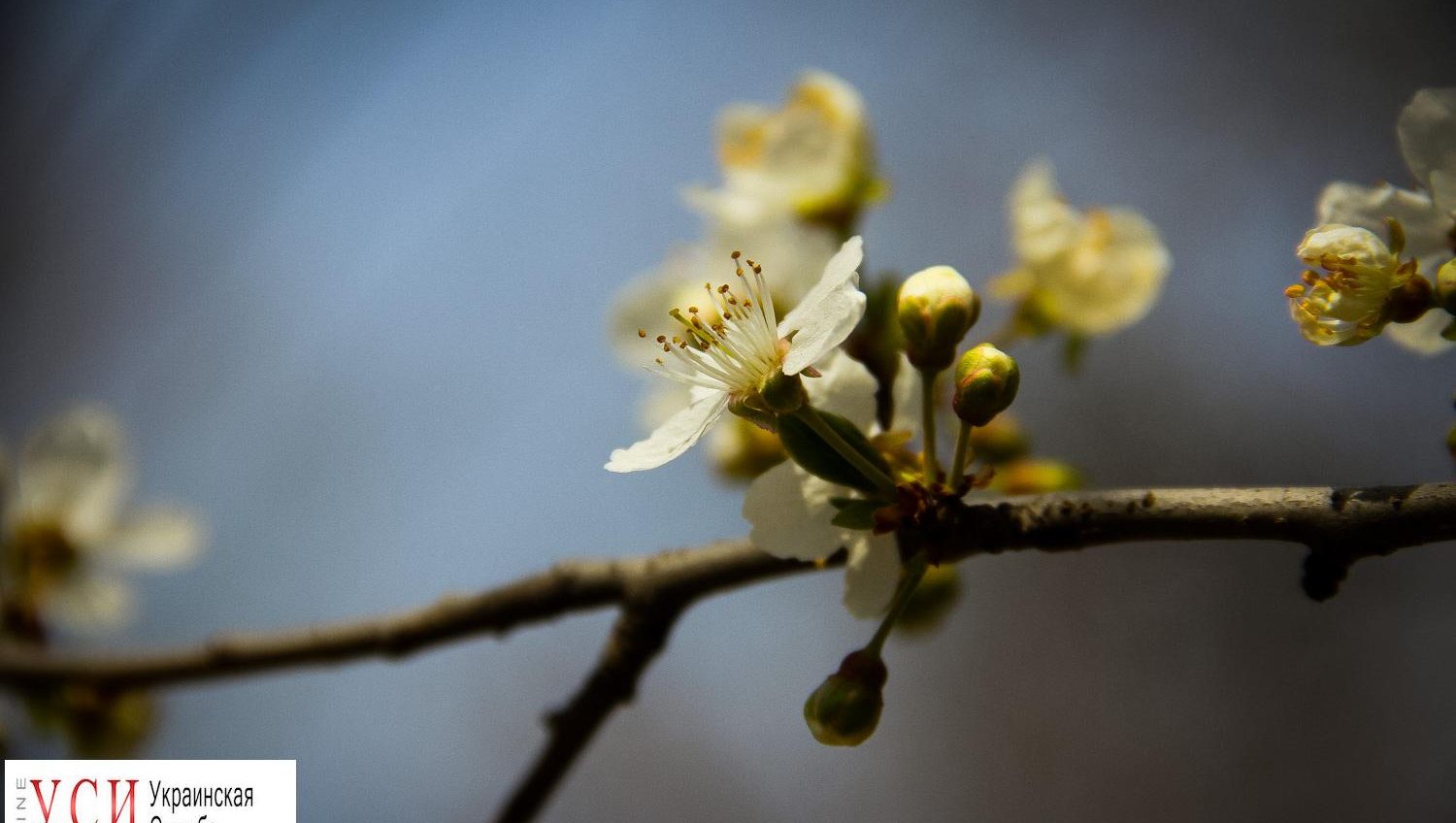 Весна в Одессе: распускаются первые цветы (фоторепортаж) «фото»