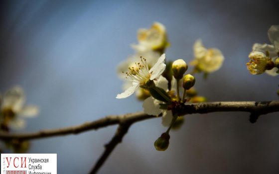 Весна в Одессе: распускаются первые цветы (фоторепортаж) «фото»