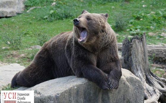 В одесском зоопарке проснулись медведи: их переселят в новый вольер «фото»