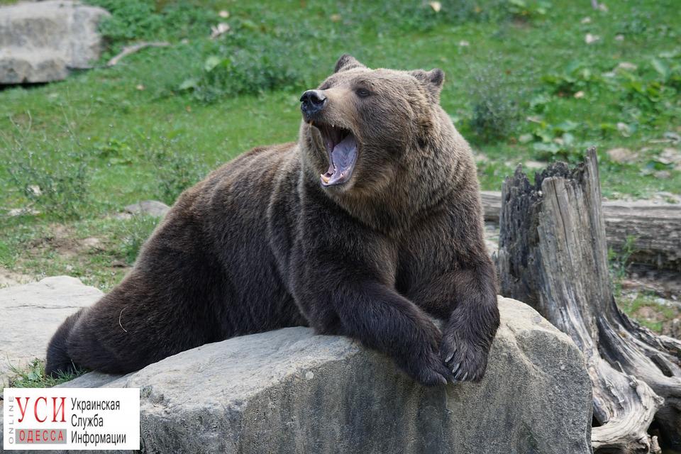 В одесском зоопарке проснулись медведи: их переселят в новый вольер «фото»