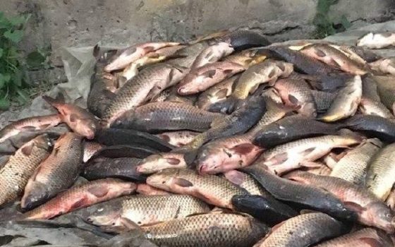 Пограничники задержали на Днестровском лимане браконьеров с уловом рыбы на 100 тысяч (фото) «фото»