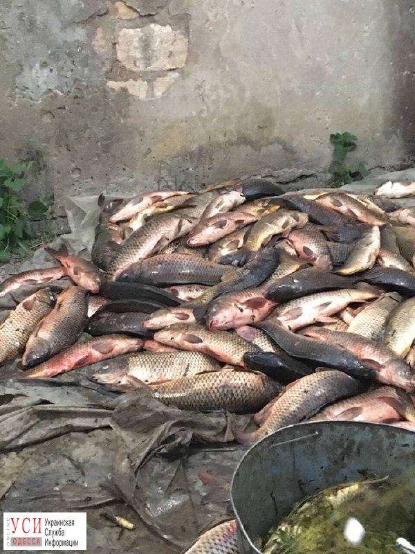 Пограничники задержали на Днестровском лимане браконьеров с уловом рыбы на 100 тысяч (фото) «фото»