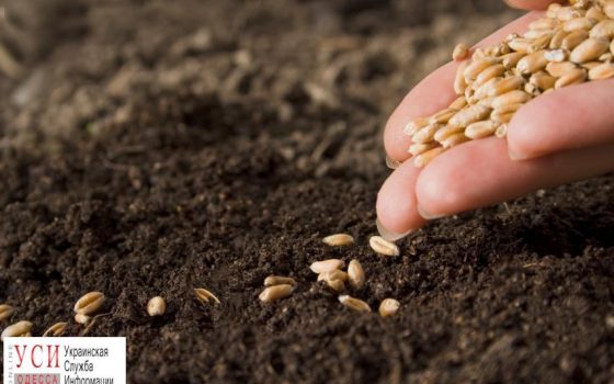 Аграрии Одесской области уже засеяли почти 500 тысяч гектаров зерновых и бобовых культур «фото»