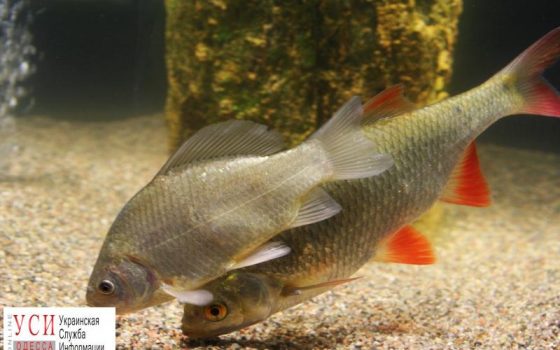 В Одесской области незаконно выловили 75 кг леща «фото»