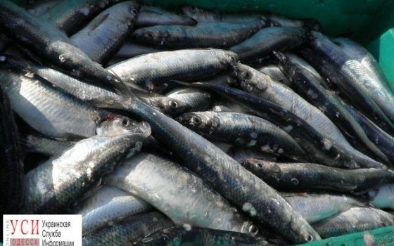 В Вилково задержали браконьера, который выловил рыбу на 32 тысячи «фото»