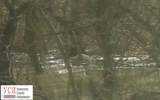 На Дунае обнаружили мину «фото»