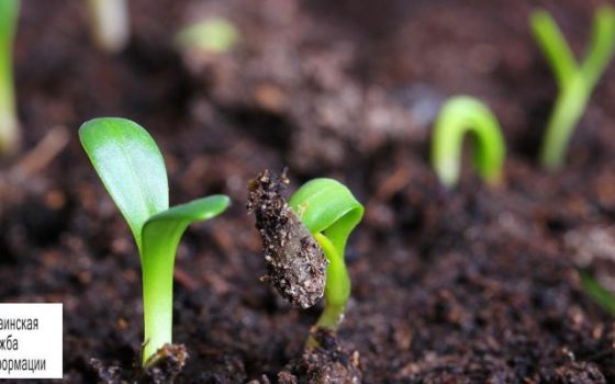 На одесских полях начал всходить урожай, но часть уже повреждена насекомыми «фото»