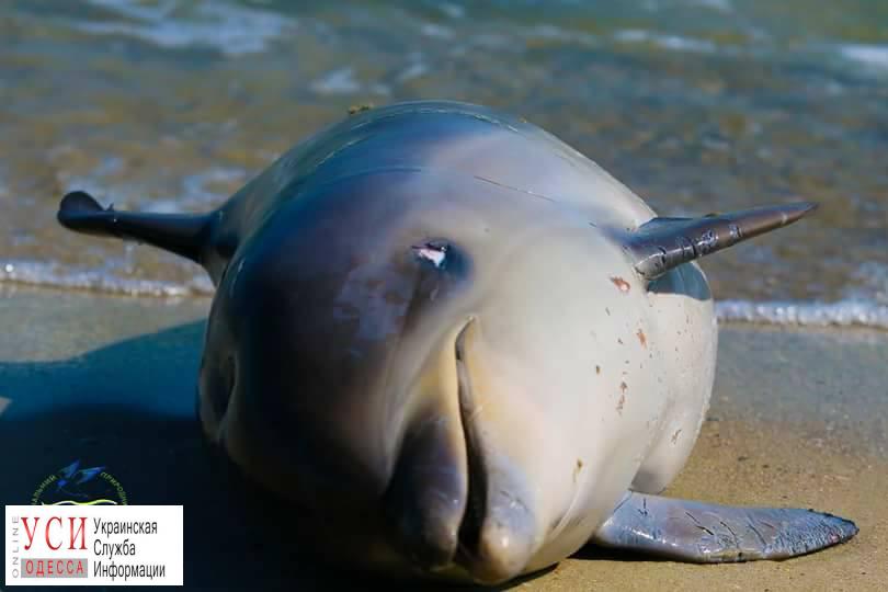 В “Тузловских лиманах” браконьеры убили дельфина (фото) «фото»