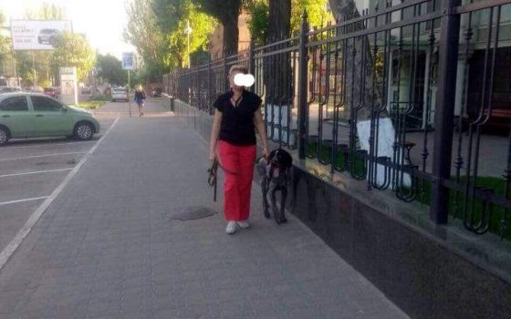 Охотничья собака разорвала кота на Краснова: хозяйка не пыталась оттащить пса «фото»