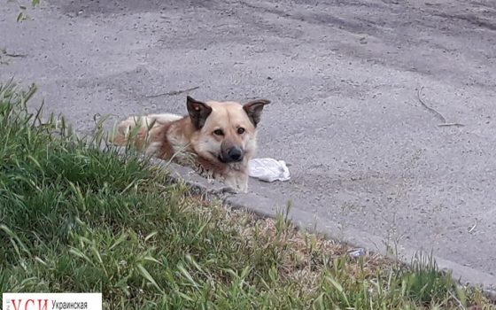 В Черноморске собака серьезно покусала местную жительницу (фото) «фото»