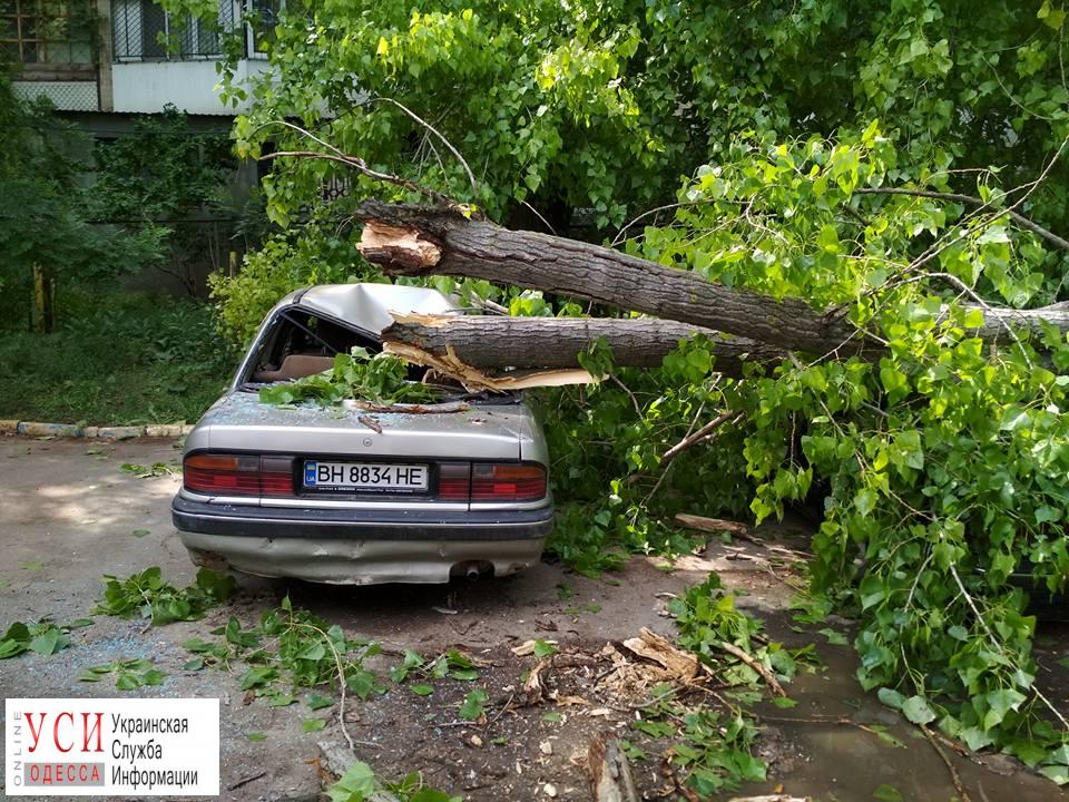 Древопад в Одессе: повреждено 5 машин (фото) «фото»
