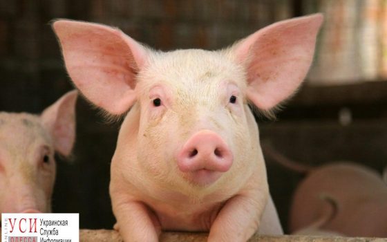 В Одесской области зафиксировали вспышку африканской чумы свиней «фото»