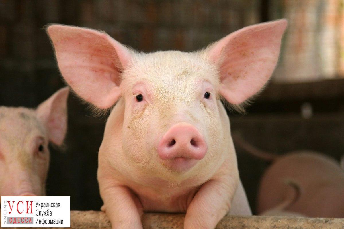 В Одесской области зафиксировали вспышку африканской чумы свиней «фото»