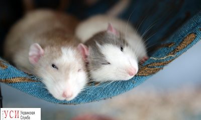 Odessa rat show: во Дворце студентов выбирают лучшую крысу (фоторепортаж) usionline.com Odessa rat show: во Дворце студентов выбирают лучшую крысу (фоторепортаж) «фото»