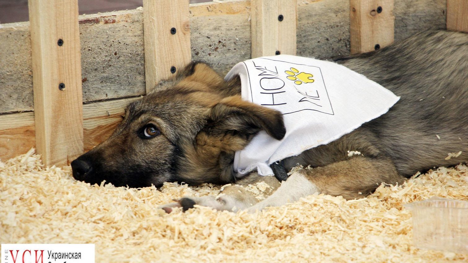 Home Me Fest: в Одессе прошел фестиваль, в ходе которого десятки животных нашли свой дом (фоторепортаж) «фото»