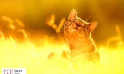 Аномальная жара в Одесской области: побит 130-летний рекорд «фото»