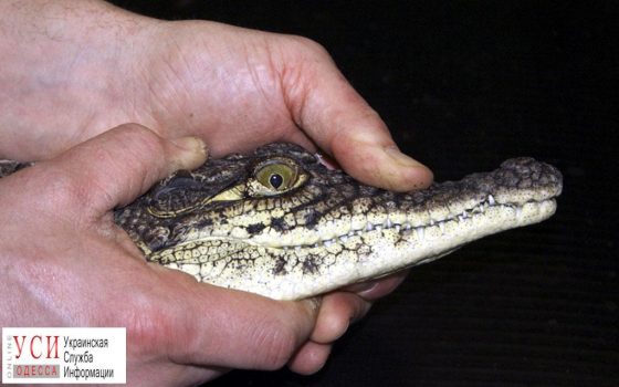 В Белгород-Днестровском полиция поймала крокодила на улице «фото»