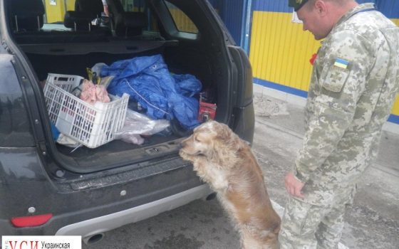 Одессит пытался вывезти в Крым боеприпасы: их обнаружил на границе служебный пес (фото) «фото»