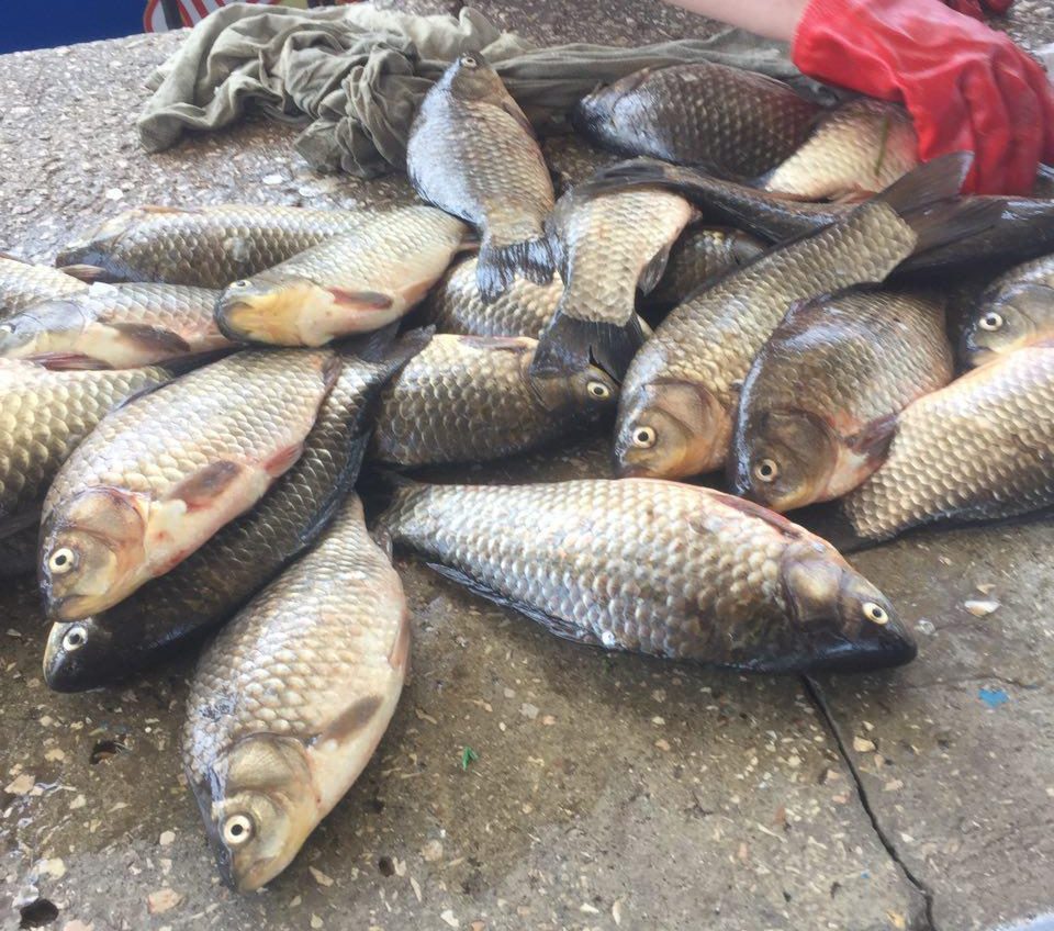 За неделю одесский рыбохранный патруль отобрал у браконьеров полтонны улова (фото) «фото»