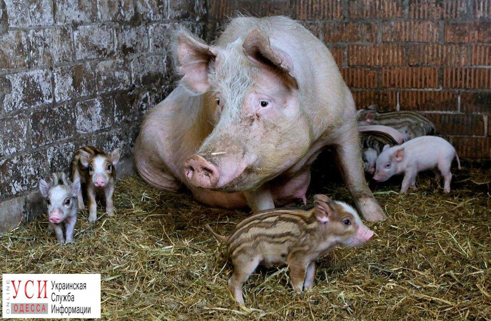 Вспышка чумы свиней: в Одесской области гибнут домашние животные «фото»