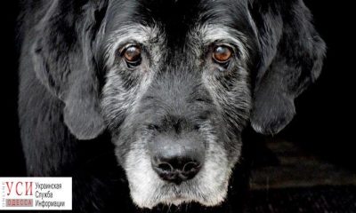 В Одессе супружеская пара убивает животных, которых отдают “в хорошие руки” «фото»