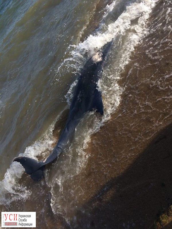 На пляже в Фонтанке нашли мертвого дельфина (фото) «фото»