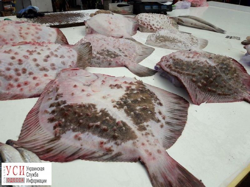 Сезон камбалы: в Одессе морская рыба на время вытеснила прудовую с рынков (фоторепортаж) «фото»