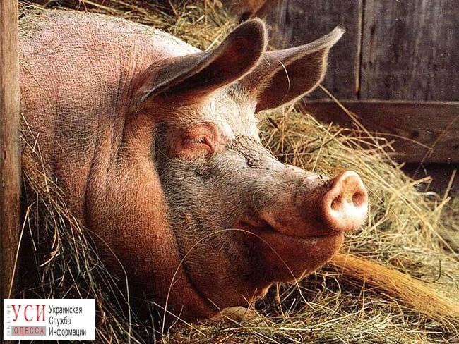 Фермеров просят принять срочные меры по борьбе с африканской чумой свиней «фото»