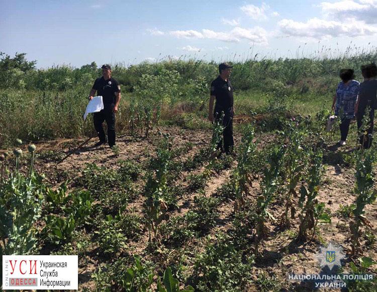 На огородах в Татарбунарском районе нашли плантации опиумного мака «фото»