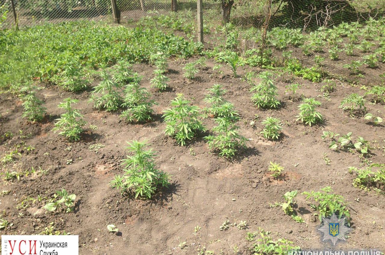 Житель Подольска вырастил 37 кустов конопли (фото) «фото»