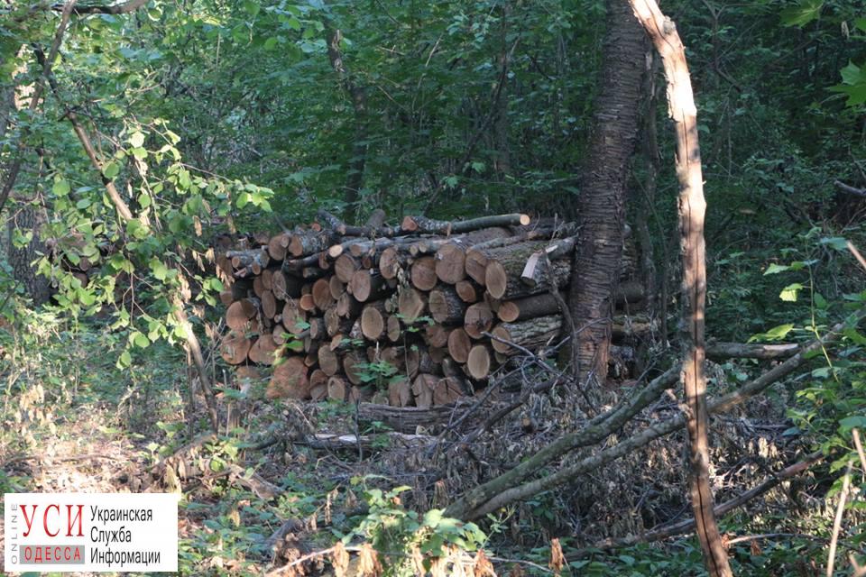 В Савранском лесу, находящемся под охраной государства, незаконно вырубают деревья (фото) «фото»