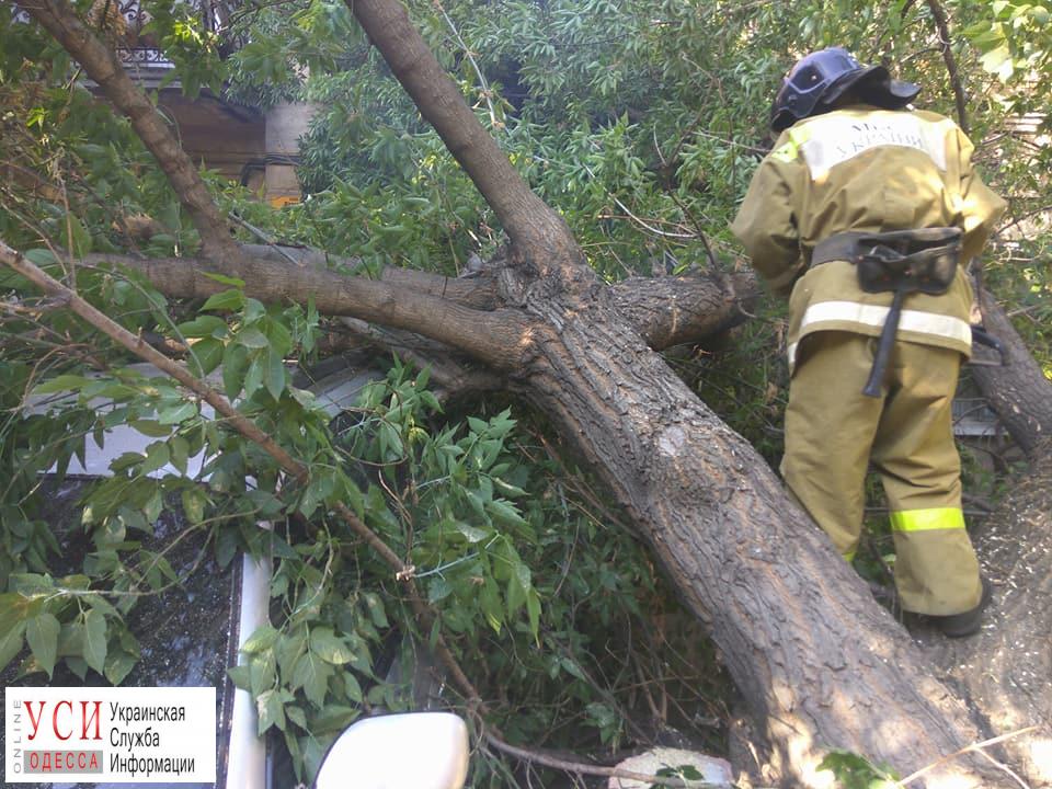 В Измаиле обвалившиеся деревья разбили машину (фото) «фото»