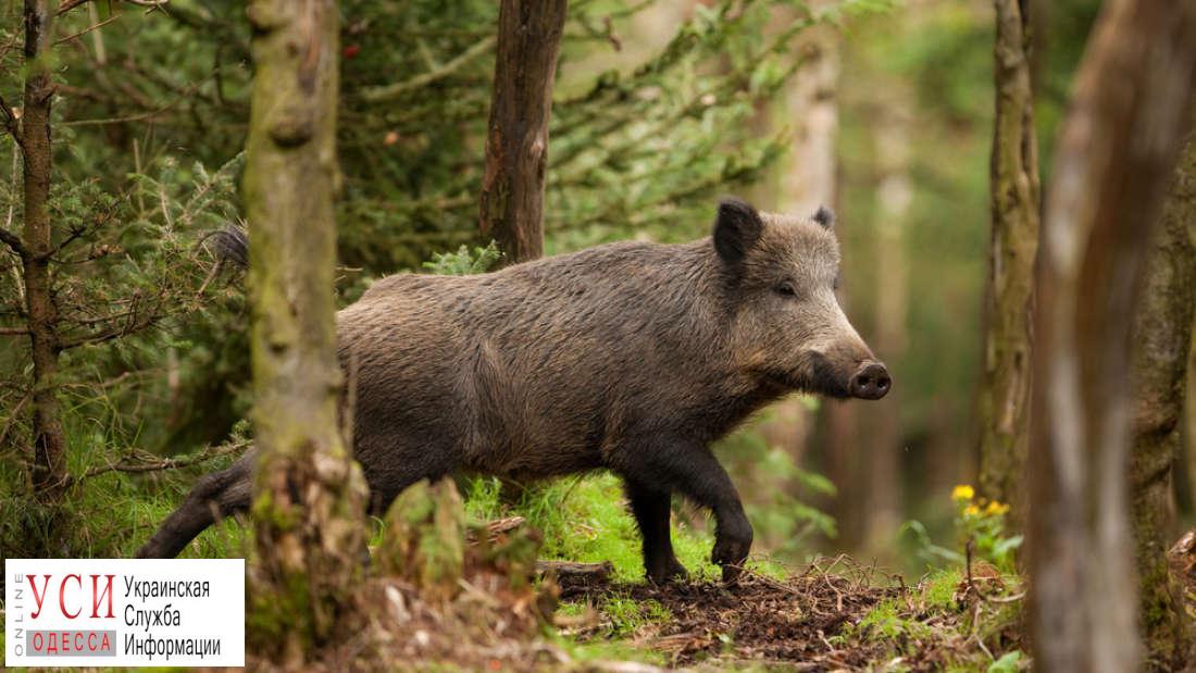 Африканскую чуму свиней в Измаильский район занесли дикие кабаны «фото»