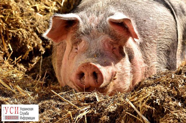 Вспышка АЧС в Измаиле: фермерам предлагают уничтожить всех свиней в городе «фото»