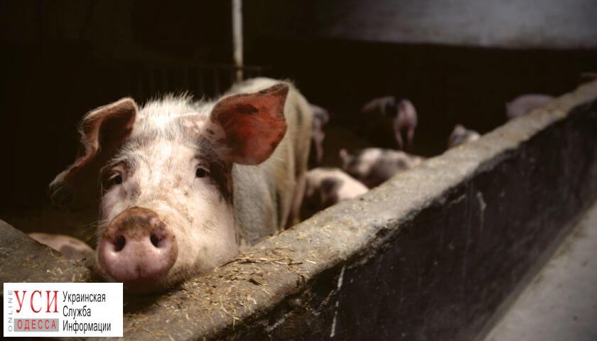 В Одесской области серьезно пострадало животноводство из-за африканской чумы свиней «фото»