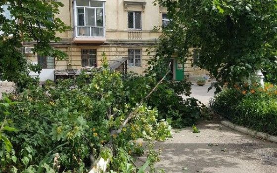 Из-за сильного ветра в Одессе обрушились массивная ветка и тополь (фото) «фото»