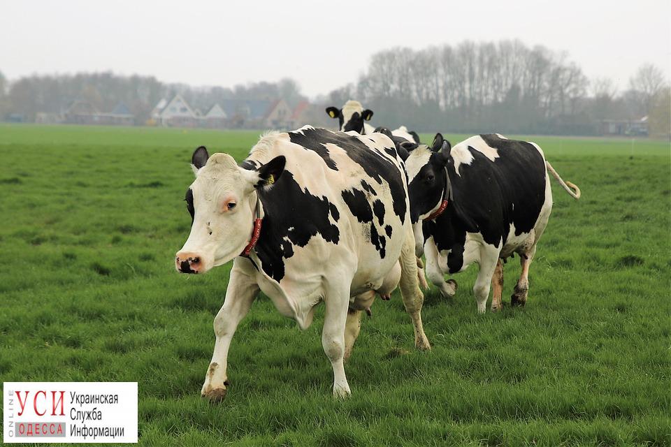 Фермерам Одесской области выделили 4 миллиона на содержание коров «фото»