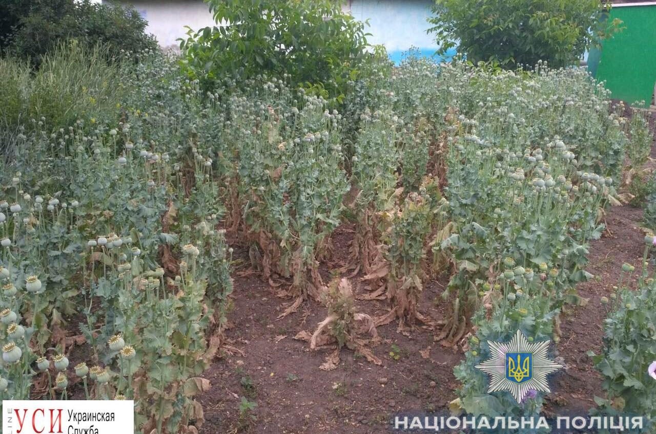 У огородников в Великомихайловском районе нашли грядки с коноплей и маком (фото) «фото»