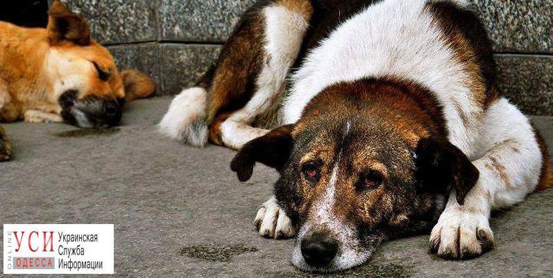 В Одессе около тысячи бездомных собак выловили по жалобам горожан «фото»