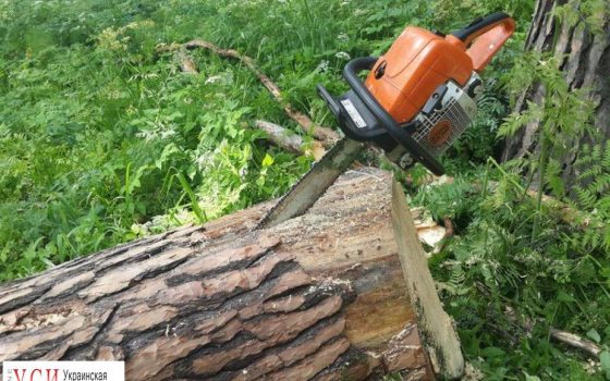 На Княжеской обрушилось дерево «фото»