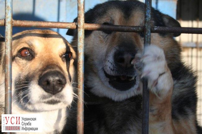 Порт Южный готов заплатить 150 тысяч гривен за отлов собак «фото»