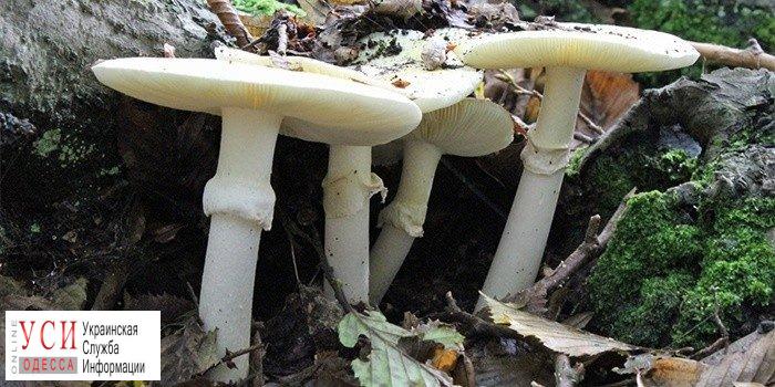 Пять человек отравились грибами в Савранском районе «фото»