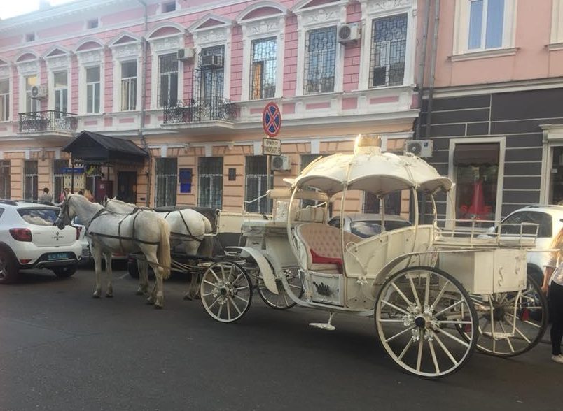 Карета с лошадьми, которых довели до истощения, ездят по Одессе без документов (фото) «фото»