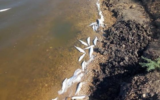 В Хаджибейском лимане начался сезонный мор рыбы (фото, видео) «фото»