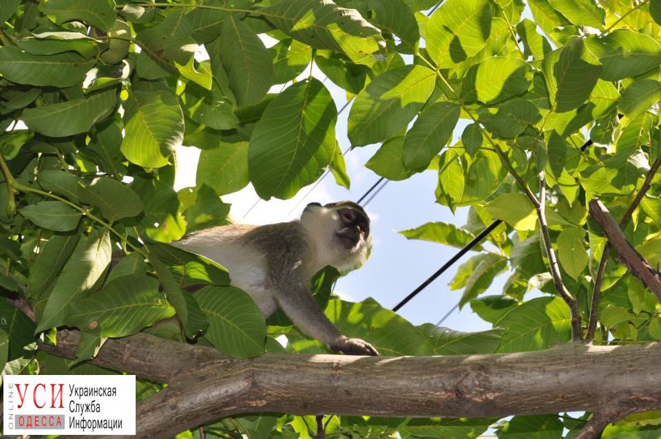 В Одесской области из зоопарка сбежали обезьяны (фото) «фото»