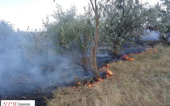 Пожары уничтожили 60 гектаров “Тузловских лиманов” (фото) «фото»