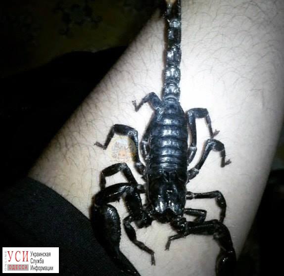 На Черемушках ищут сбежавшего скорпиона Леху (фото) «фото»