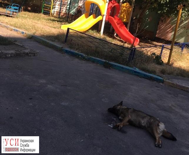 Жестокая травля: в Черноморске снова травят собак (фото) «фото»