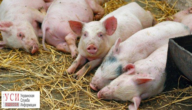 В Килийском районе расширили зону карантина из-за чумы свиней «фото»